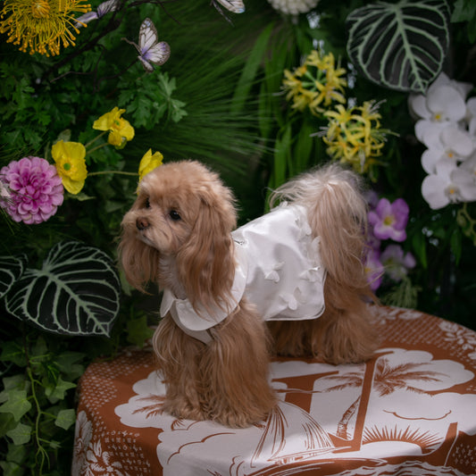 Butterfly Garden Baby-Doll Dress